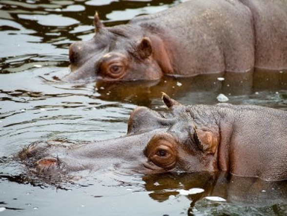Бегемоты в бельгийском зоопарке заразились коронавирусом